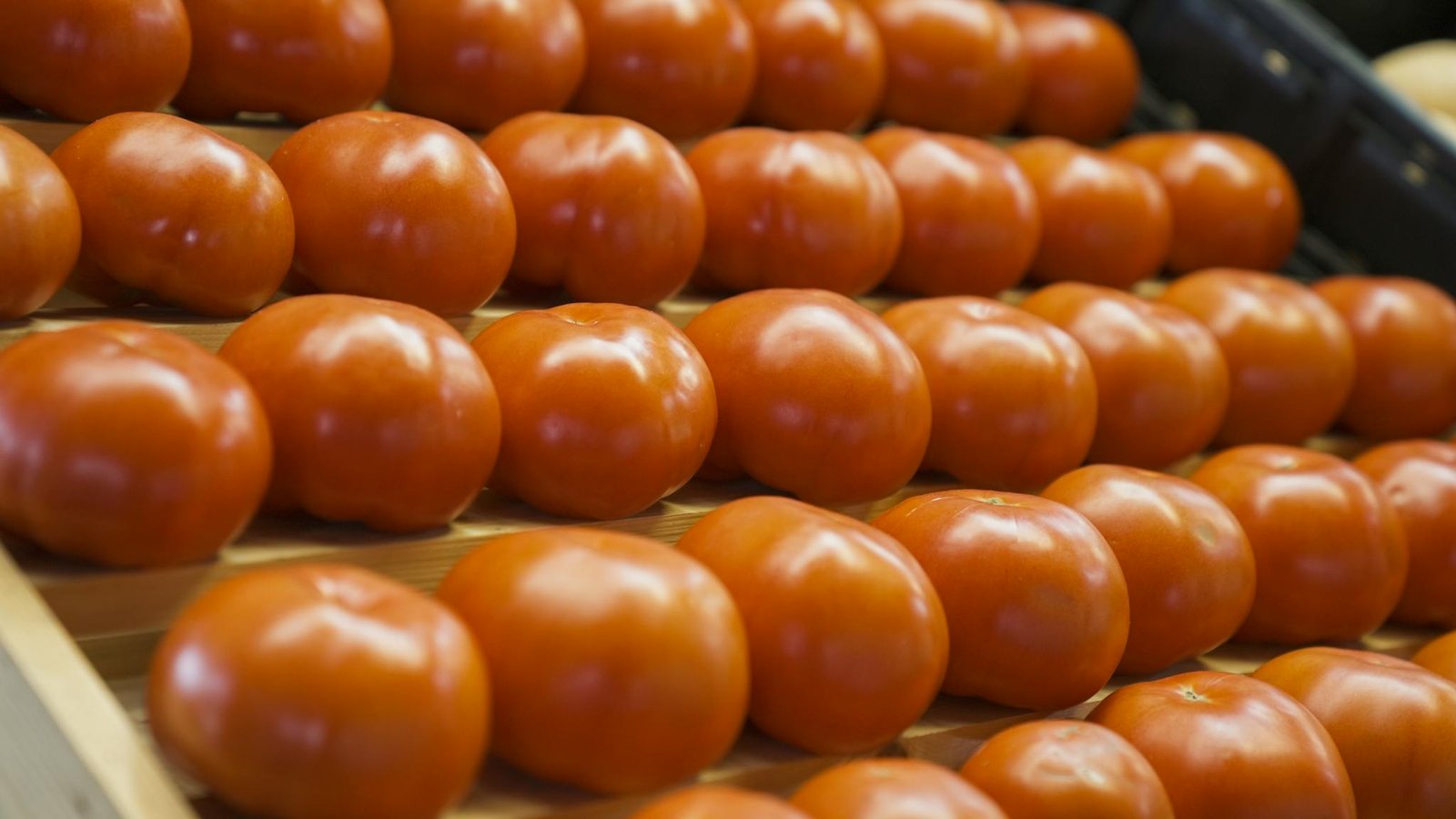 Rows of fresh red tomatoes arranged neatly on a grocery store shelf.